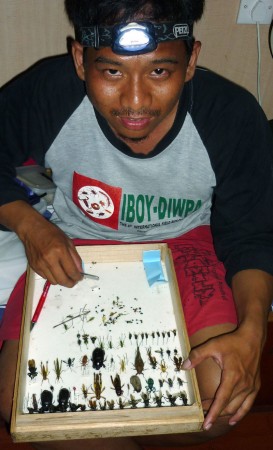 Mise en collection d'insecte par Giyanto  © Sinung Baskoro