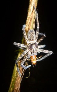 Araignée © Philippe Gaucher