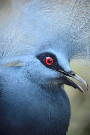 Pigeon bleu géant - Copyright : J.M. Porte / IRD