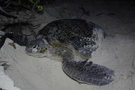 Une tortue venue pondre sur la plage à Tumbu-Tumbu – Copyright : G. Di Raimondo / IRD'